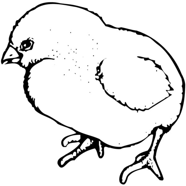 CHICK020 Miniaturansicht