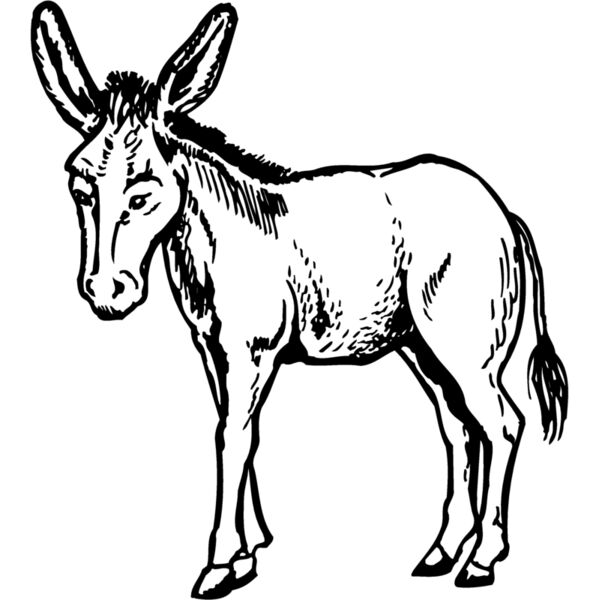 BURRO001 Miniaturansicht