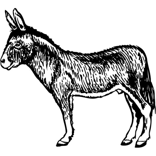 BURRO004 Miniaturansicht