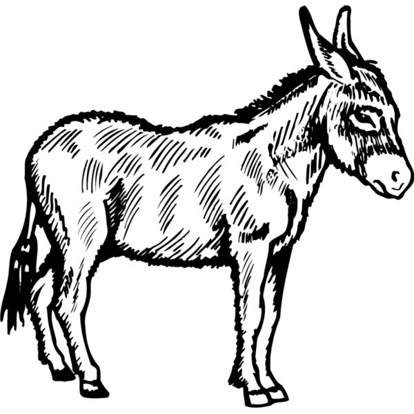 BURRO005 Miniaturansicht