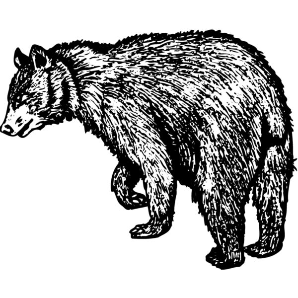 BEAR011 Miniaturansicht