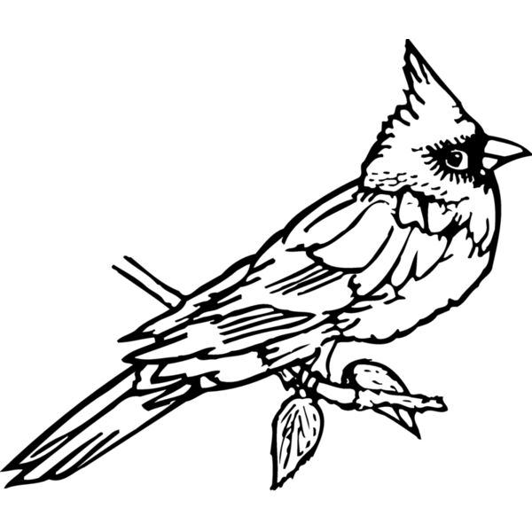 BIRD009 Miniaturansicht