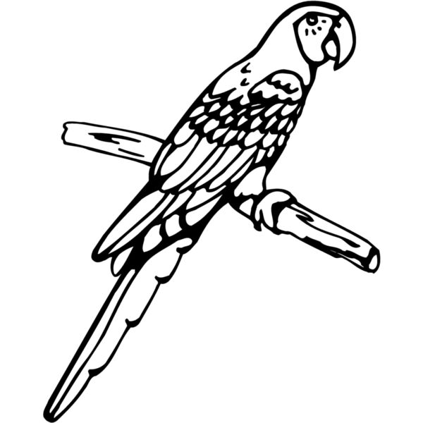 BIRD017 Miniaturansicht