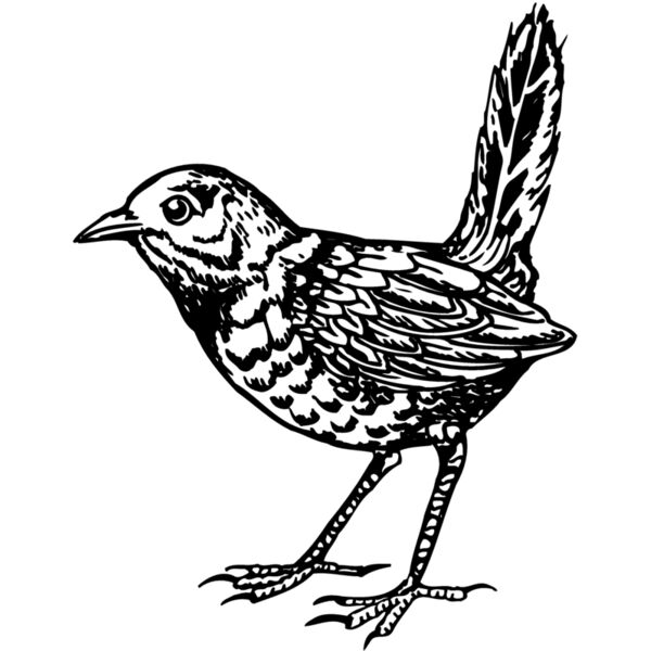 BIRD052 Miniaturansicht