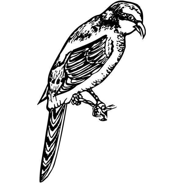 BIRD053 Miniaturansicht