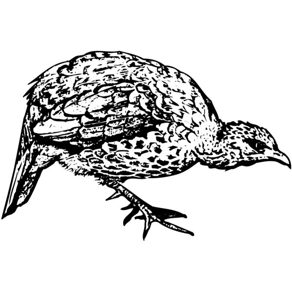 BIRD071 Miniaturansicht