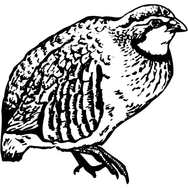 BIRD074 Miniaturansicht