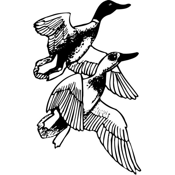 BIRD078 Miniaturansicht