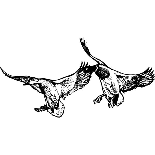 BIRD079 Miniaturansicht