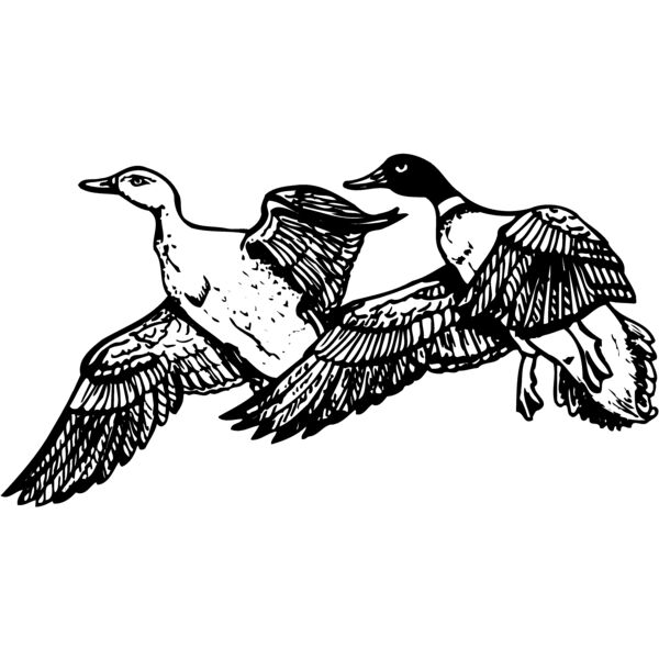 BIRD080 Miniaturansicht