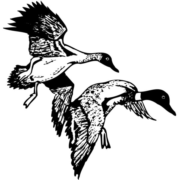 BIRD088 Miniaturansicht