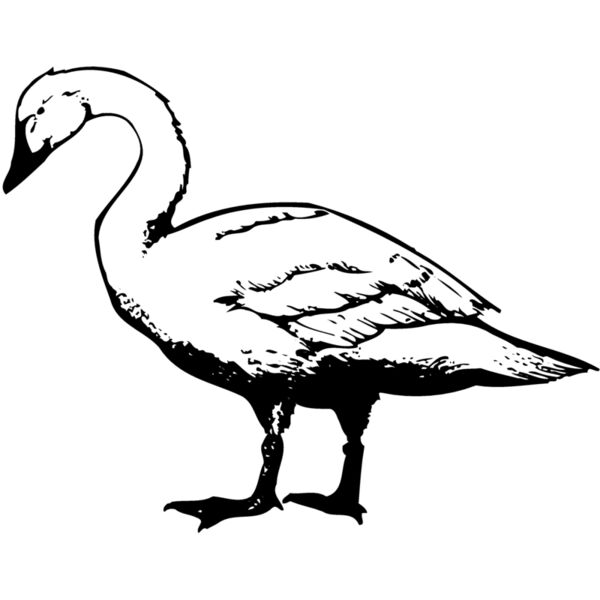 BIRD095 Miniaturansicht