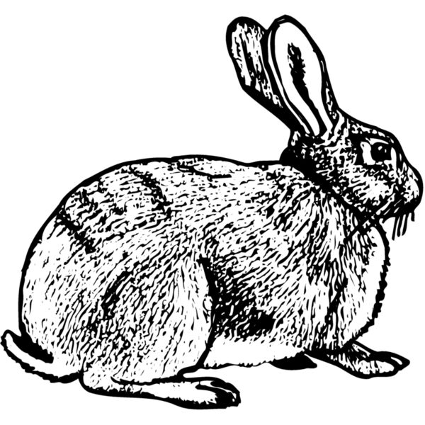 RABB008 Miniaturansicht