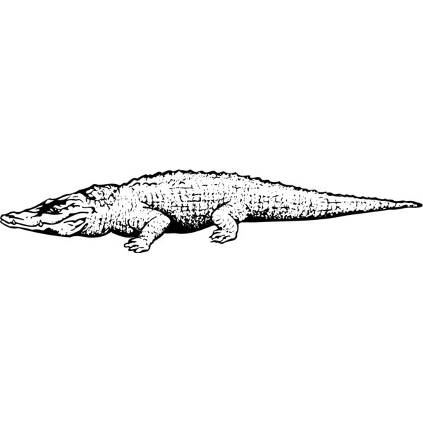 CROC03 Miniaturansicht