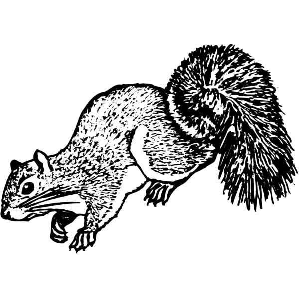 SQUER007 Miniaturansicht