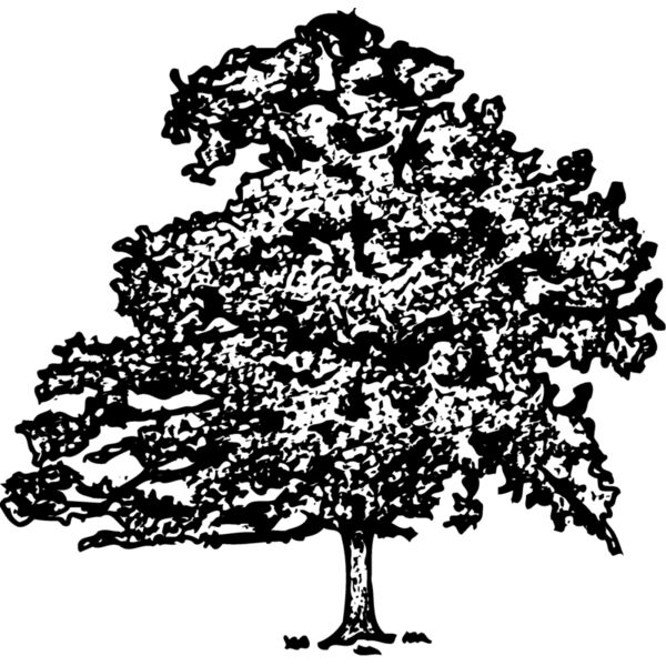 TREE0013 Miniaturansicht