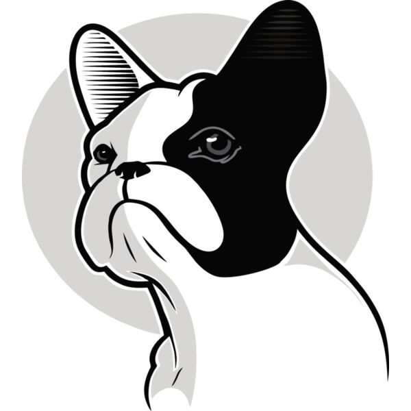 Hund Französische Bulldogge Thumbnail