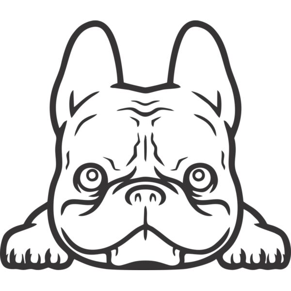 Hund Französische Bulldogge Thumbnail